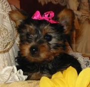 GOOD LOOKING MALE AND FEMALE TEACUP YORKIE PUPPIES FOR X-MAS ADOPTION!
