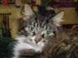 Adopt Muffin a Maine Coon, Domestic Long Hair