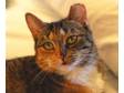 Adopt Fancy a Calico, Domestic Short Hair