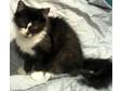 Adopt Monty a Domestic Long Hair-black and white