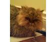 Adopt Teddy a Persian, Tabby - Brown