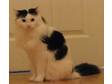 Adopt Andre a Domestic Long Hair, Domestic Long Hair-black and white