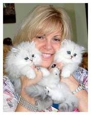 Adopt XXMMAASS Persian Kittens Now, ''URGENT''-3 Months Old