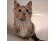 Adopt Kibbles a Dilute Calico, Domestic Short Hair
