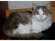 Adopt Misty a Domestic Medium Hair - gray and white