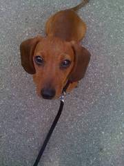 10 month old mini Dachshund for Sale