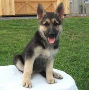 lovely german sheperd puppies for sale to caring homes
