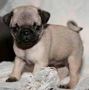 Black and Fawn Pug Puppies Available