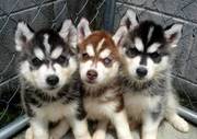 Vibrant siberian husky puppies at a moderate price