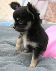 Outstanding Teacup Chihuahua puppies $250
