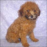 Available Poodle -- Miniature Puppies