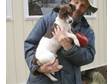 Adopt Rusty a Jack Russell Terrier