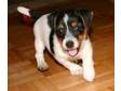 Ejrtca Registered Jack Russell Terrier Shortys