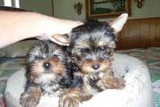 Magnificent Yorkshire Terrier puppies for Christmas