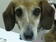 Adopt Bonnie-Pearl a Beagle