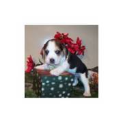 greatest beagle puppy for happy home during xmas