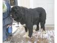 Adopt Dory a Newfoundland Dog