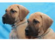 Great Dane Fawn Colour Pups CKC Register For Sale