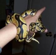 Male Ball Python Snake   Enclosure and Full Setup