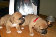 Gorgeous Quality Puggles..Ready March1/11..4 sold ,  5 left