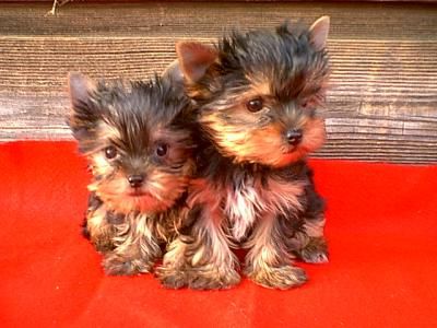 yorkie puppies for adoption in toronto