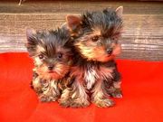  TEACUP YORKIE PUPPIES AVAILABLE FOR PICK UP