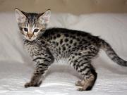 cute serval-ocelot-asian leopard cats