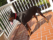 DOBERMAN PINSCHER PUPPIES FOR SALE ONLY $495.00  / HD PICTURES / VIDEO