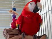 trian scarlet macaw for lovely and caring home