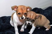 we have 6 cute Chihuahua puppies ready to looking for a warm and sweet