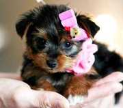 Awesome teacup Yorkie Puppies For Adoption