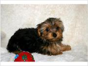 healthy yorkie puppies  (801) 683-1490