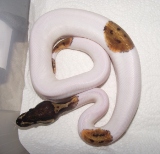 Proven breeder male piebald royal python
