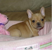 cute male and female french bulldog puppies 