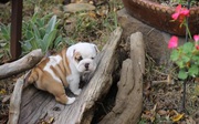 Healthy Miniature Bulldog puppies They come with full AKC Register
