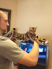 Cute Bengal Kittens for sale Text  