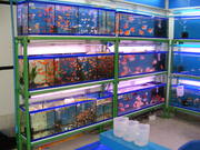 Top quality Grade AAA Asian Arowana fishes