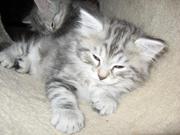 Hypo Allergenic Siberian Kittens for adoption