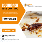  Cockroach Pest Control in Waterloo