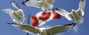 Want to Apply for Canadian Citizenship? Contact Jane Katkova