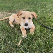 Golden Doodle Mix Puppy for sale