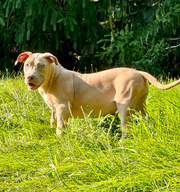 3 Female American Bully Puppies ,  Looking For Forever Homes