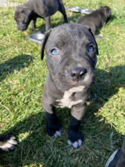 Cane corso puppies 437-374-1880 urgent