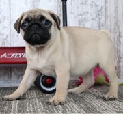 Healthy Pug Puppies for Sale