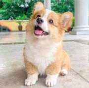 CORGI PUPPIES FOR SALE