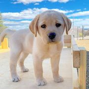 GOLDEN RETRIEVER PUPPY