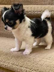 Gorgeous Purely bred Chihuahua puppies looking for new homes