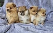 Pomeranian pups for $400