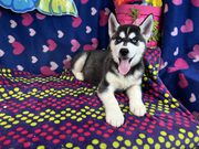 sweetest little lover bugs siberian husky puppies