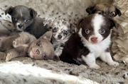 Chihuahua pups for $400